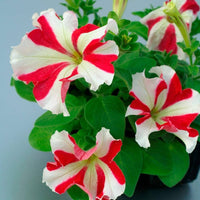 Pelletta Petunia Seeds of Ultra Red Star