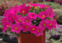 Pelletized Logro Floribunda Rose Vein Petunia Seeds for Striking Garden Displays