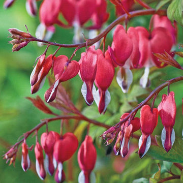 Calceolaria Dicentra Spectabilis Rare Flowers