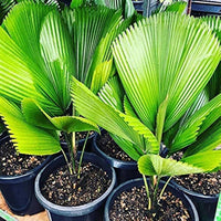 Ornamental Licuala Grandis palm growing in a decorative outdoor landscape.
