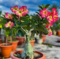 Desert Rose flowers creating an attractive garden display
