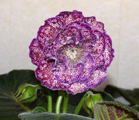 Burgundy Gloxinia Flower seeds for Planting - Cut Flower Favorite, Heirloom & GMO Free Seeds for Home Garden