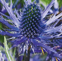 Blue Eryngium Flower seeds for Planting - Perfect for Borders, Heirloom & GMO Free Seeds for Home Garden