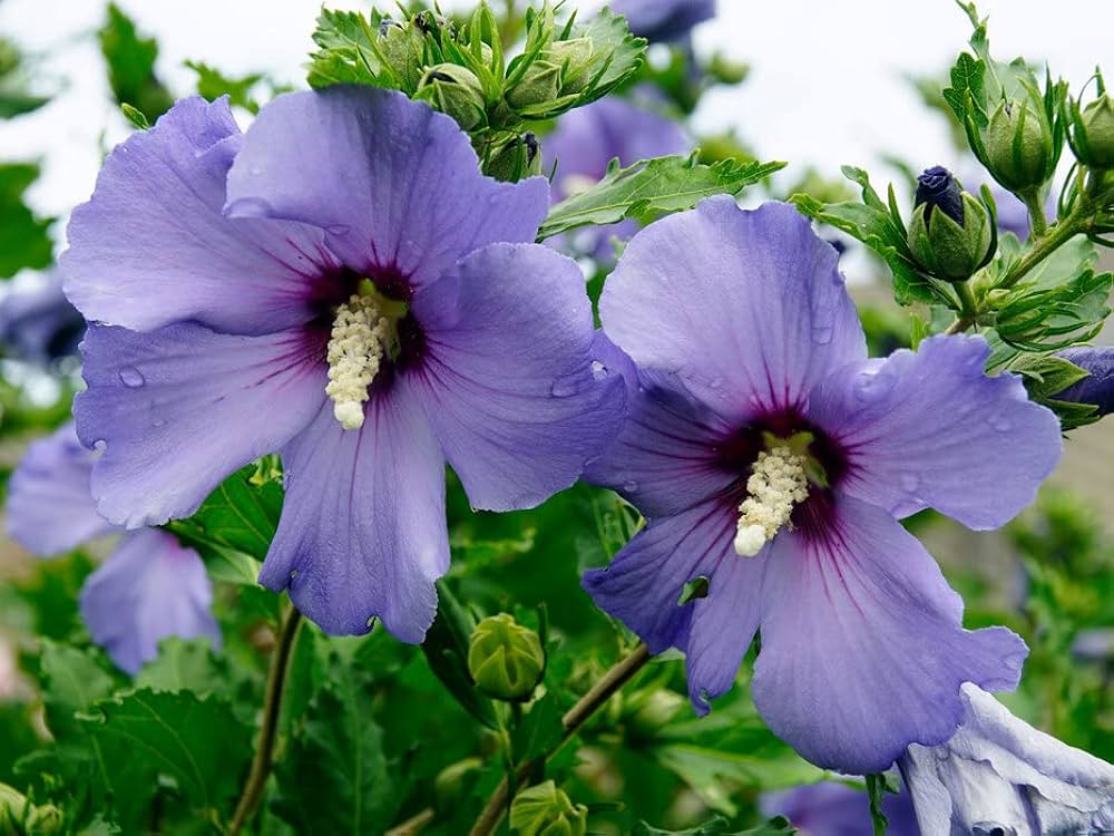 Green Purple Hibiscus Flower seeds for Planting - Shade Tolerant, Heirloom & GMO Free Seeds for Home Garden