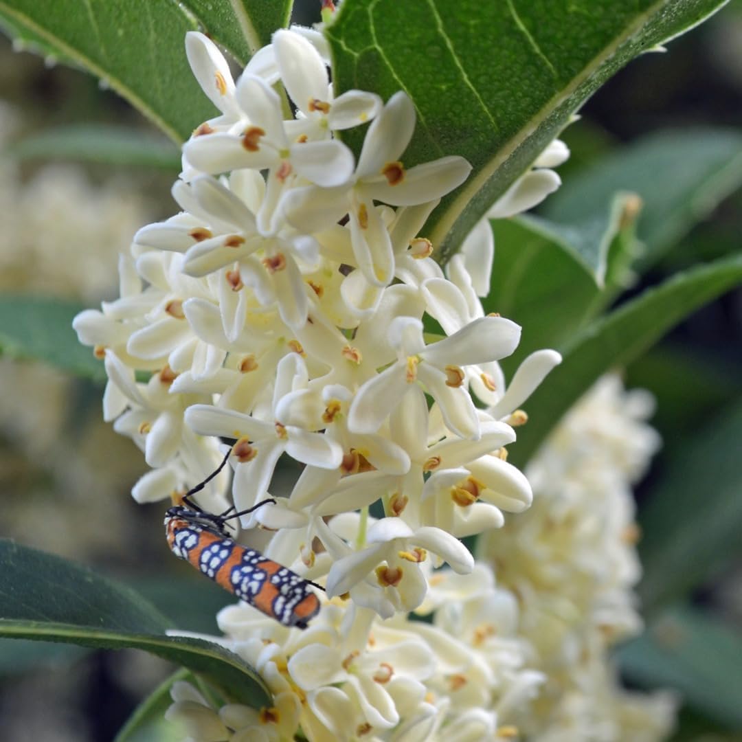 Heirloom (Heirloom Osmanthus) seeds for planting in home garden