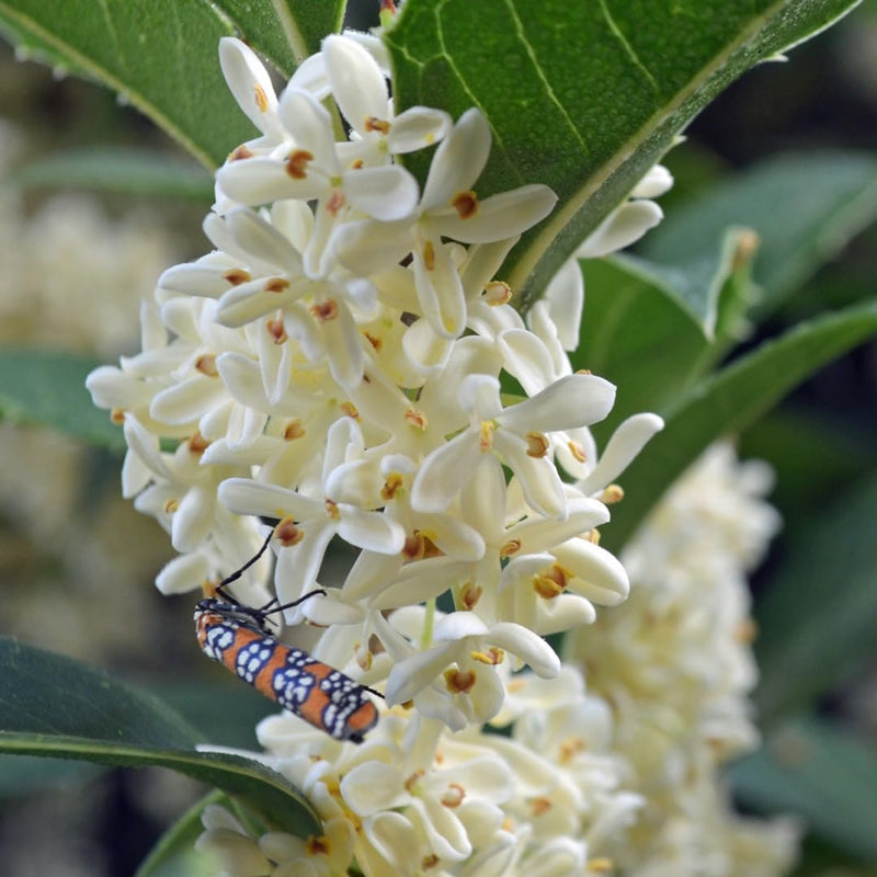 Heirloom (Heirloom Osmanthus) seeds for planting in home garden