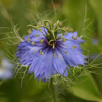Delft Nigella Flower Seeds for Unique Blue Flowers