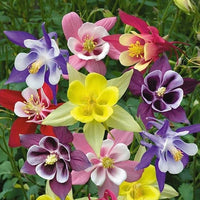 Tequila Sunrise Columbine Flower seeds for Planting, Sun Loving Heirloom & GMO Free Seeds for Home Garden