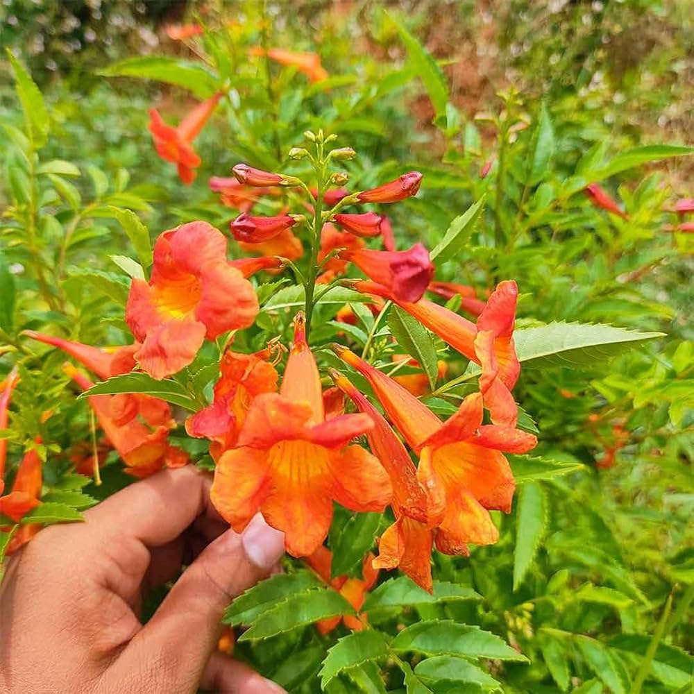 Orange Tecoma Flower seeds for Planting Bright Blooms Heirloom & GMO Free Seeds for Home Garden 
 
 Sale
