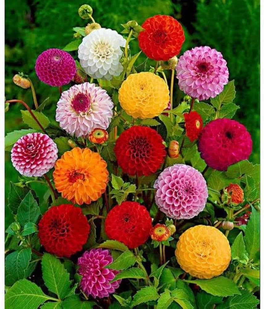 Rainbow Dahlia Mixed Colors Flower Seeds for Planting