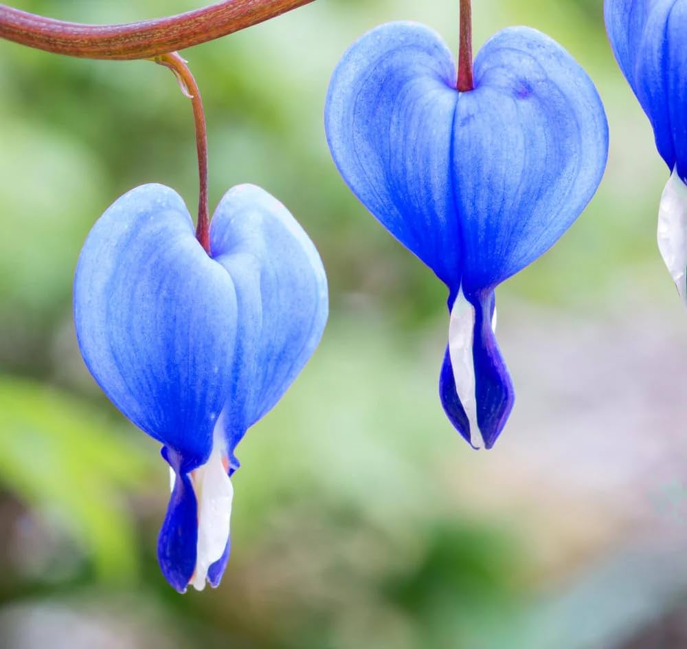 Blue Bleeding Heart Flower Seeds for Planting – Heirloom Non-GMO Ornamental Flower Seeds for Shade Gardens, Borders & Containers