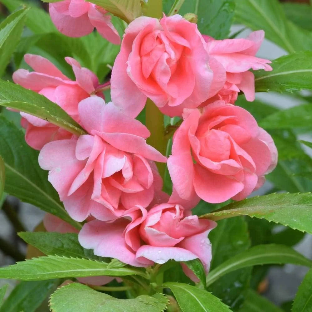 Baby Pink Balsam Flower seeds for Planting Perfect for Borders Heirloom & GMO Free Seeds for Home Garden 
 
 Sale
