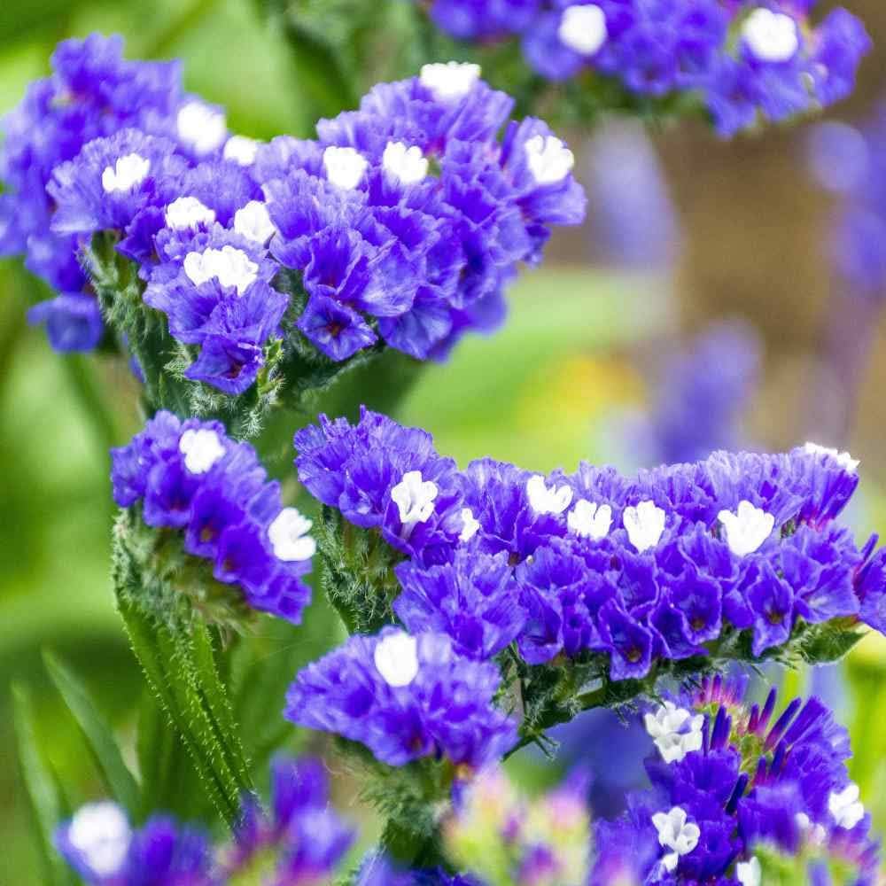 Soft pastel statice flowers blooming in a home garden landscape.