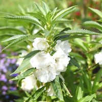 White Balsam Flower Seeds for Planting Bright Blooms Heirloom & GMO Free Seeds for Home Garden
 
 Sale