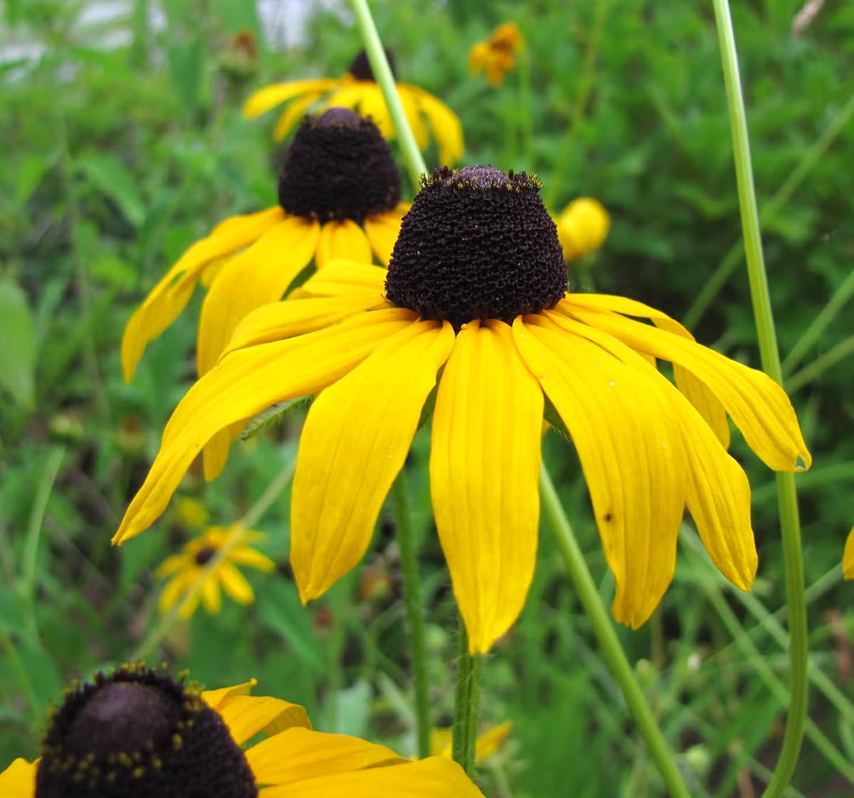Bright yellow Black Eyed Susan flowers blooming in a garden border