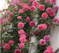Rose Flower Seeds, Easy to Grow, DIY Garden Bonsai