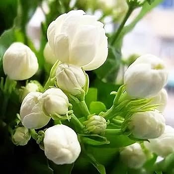 Fragrant white jasmine blossoms growing on a healthy garden plant.
