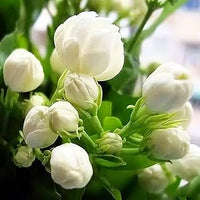 Fragrant white jasmine blossoms growing on a healthy garden plant.
