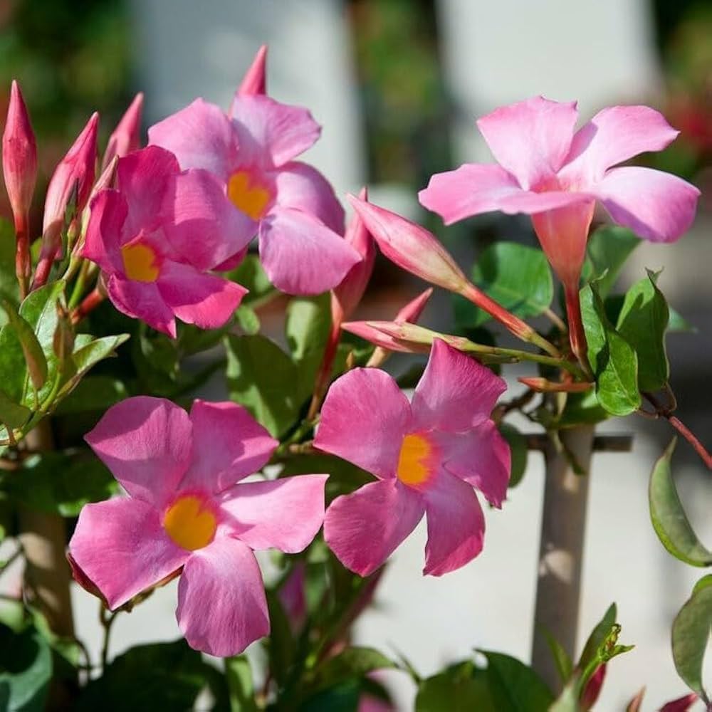 Sanderi Dipladenia Flower Seeds for planting