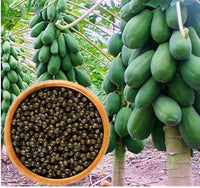 Dwarf Cylindrical Papaya Fruit Seeds for Home Gardens, Containers & Tropical Growing