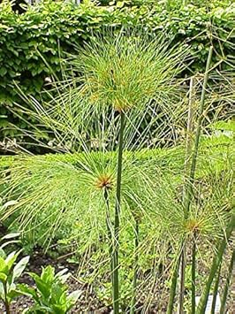 Heirloom Papyrus Flower seeds for Planting Colorful Display Heirloom & GMO Free Seeds for Home Garden 
 
 Sale for planting in home garden