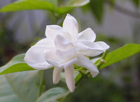 Jasmine Jasminum sambac flower seeds