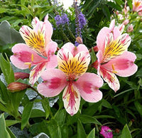 Peruvian Lily Alstroemeria spp Mixed Flower Seeds for Planting in Garden and Flower Bed