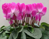 Dark Pink Cyclamen Flower seeds for Planting - Garden Favorite, Heirloom & GMO Free Seeds for Home Garden