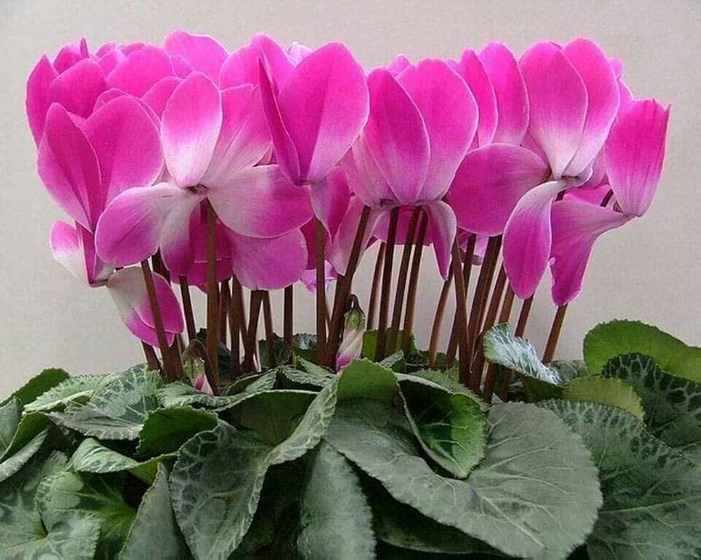 Pink & White Cyclamen Flower seeds for Planting - Cut Flower Favorite, Heirloom & GMO Free Seeds for Home Garden