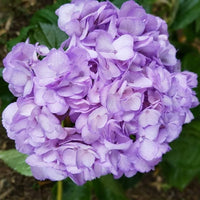Hydrangea Seeds for Planting Hydrangea Macrophylla flower bed border garden