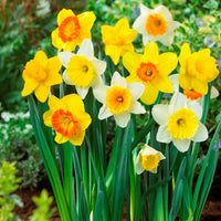 Daffodil flowers creating a bright perennial garden display