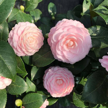 Camellia Flower seeds for Planting Seasonal Bloomer Heirloom & GMO Free Seeds for Home Garden