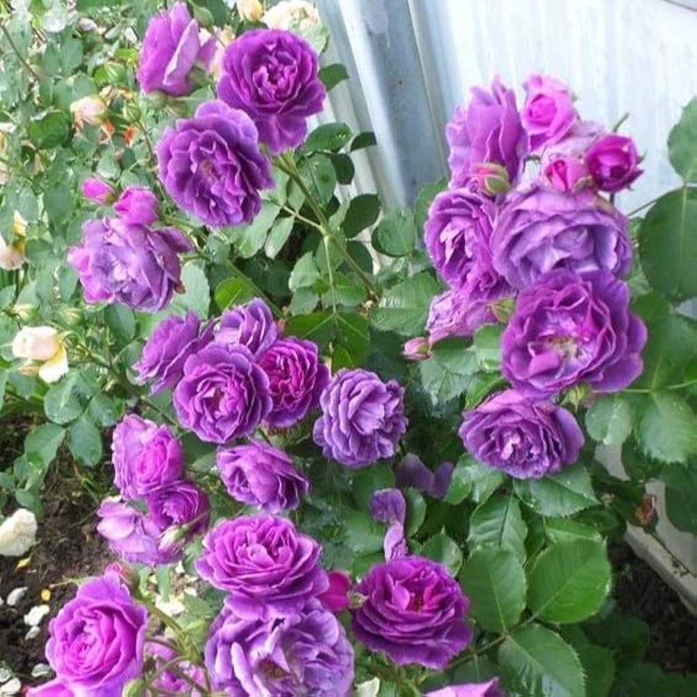 Light Purple Climbing Rose Flower Seeds for Planting Bright Blooms Heirloom & GMO Free Seeds for Home Garden
 
 Sale