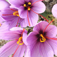 Saffron Crocus with vibrant purple petals in sunlight