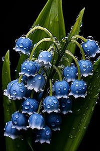 Blue Lily of the Valley plant with lush green foliage