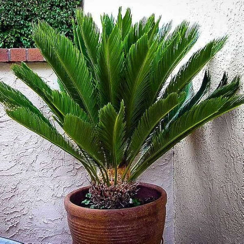 Cycas Flower seeds for Planting - Premium Quality, Heirloom & GMO Free Seeds for Home Garden
 
 Sale seeds for planting in home garden