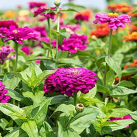 Lavender Zinnia Flower seeds for Planting - Seasonal Bloomer, Heirloom & GMO Free Seeds for Home Garden