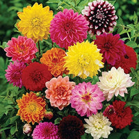 Dahlia Bulbs Mix/Greening Flower for Planting
