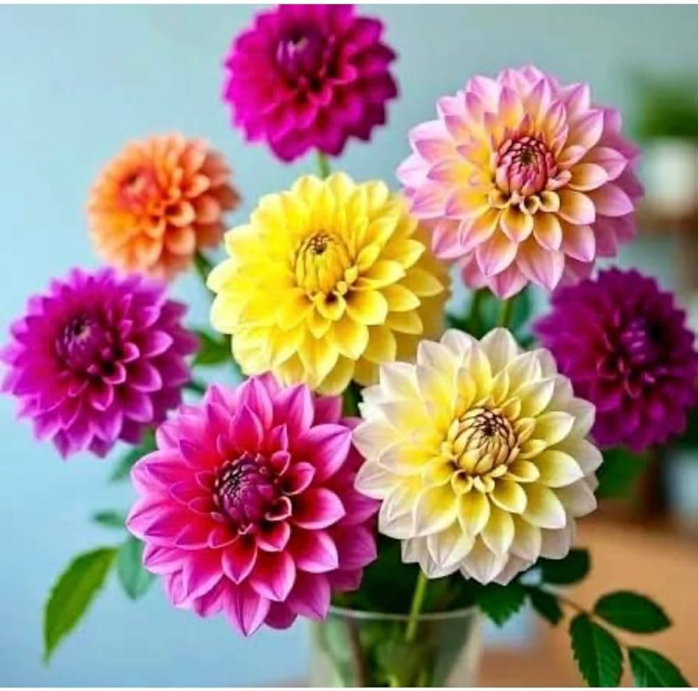 Delightful Dahlia Flower Bulb Mix for Garden Beds, Borders, Containers & Outdoor Landscapes