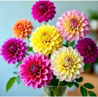 Delightful Dahlia Flower Bulb Mix for Garden Beds, Borders, Containers & Outdoor Landscapes