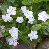 White Catharanthus Flower seeds for Planting - Wildflower Mix, Heirloom & GMO Free Seeds for Home Garden