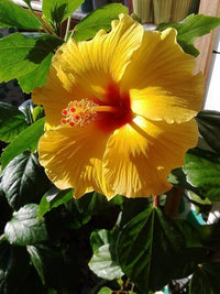 Yellow Blue Hibiscus Flower Seeds Drought Tolerant Heirloom & GMO Free Seeds for Home Garden
 
 Sale