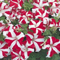 Pelletta Petunia Seeds of Ultra Red Star