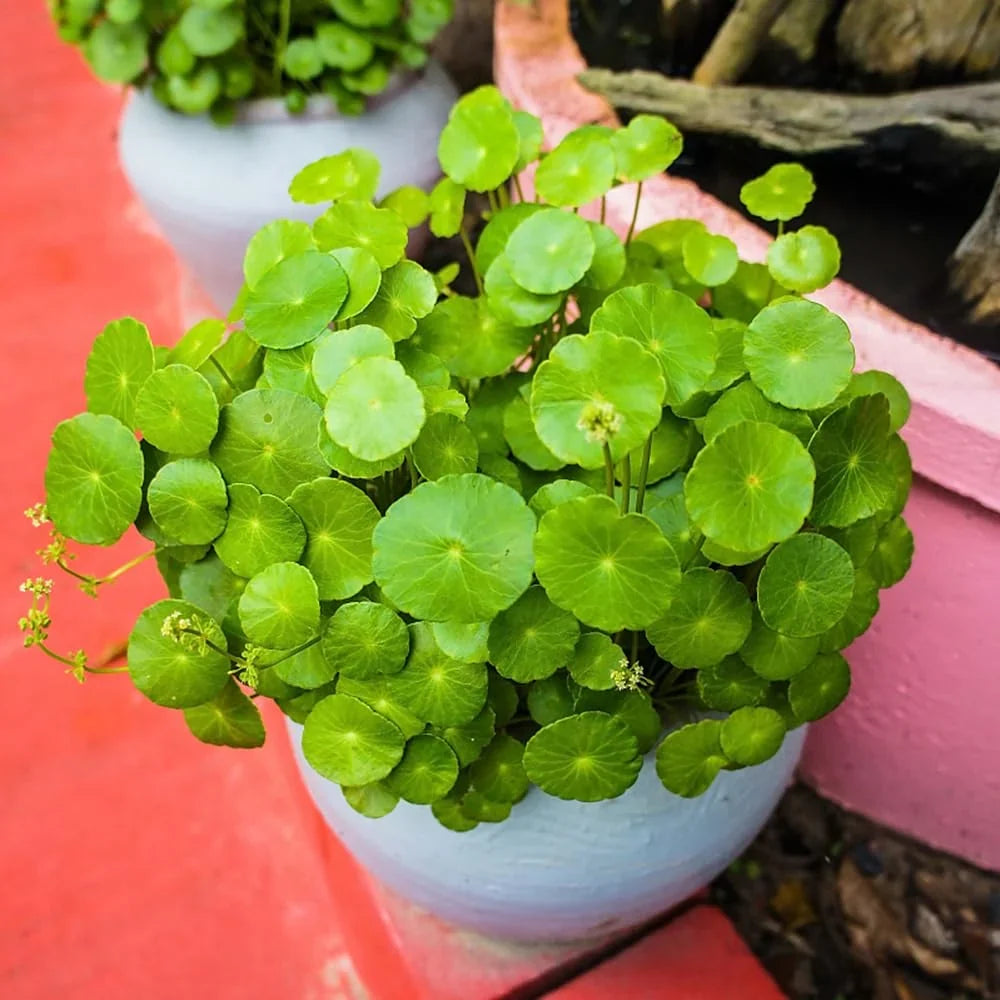 Centella Seeds Gotu Kola Herb for Home Garden Planting