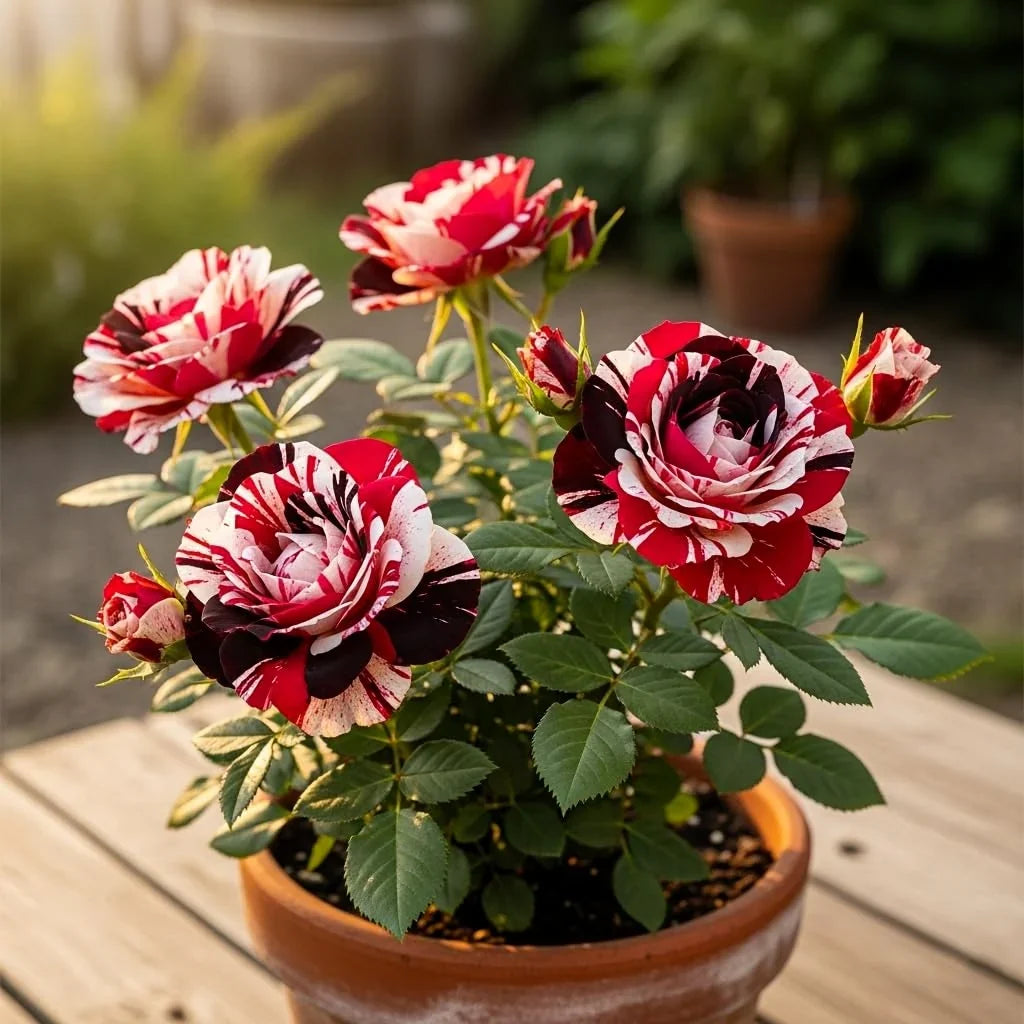 Mixed Rose planting selection for an outdoor garden