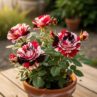 Mixed Rose planting selection for an outdoor garden