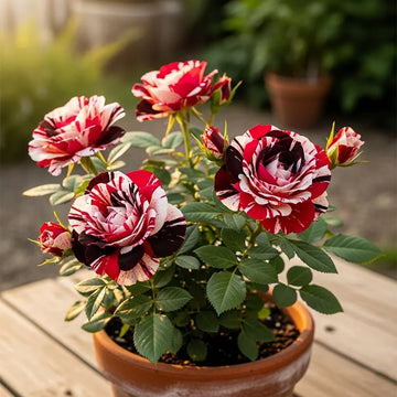 Mixed Rose planting selection for an outdoor garden