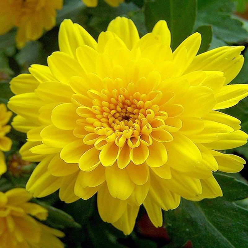 Light Yellow Chrysanthemum Flower seeds for Planting - Wildflower Mix, Heirloom & GMO Free Seeds for Home Garden