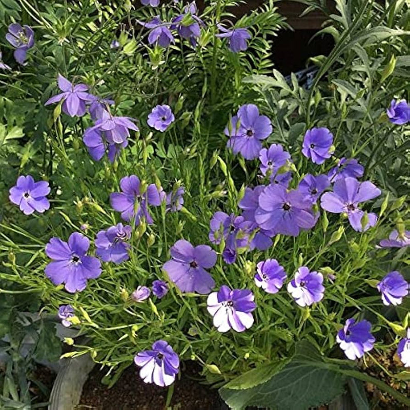 Blue Oculata Flower seeds for Planting - Bright Blooms, Heirloom & GMO Free Seeds for Home Garden
 
 Sale seeds for home garden