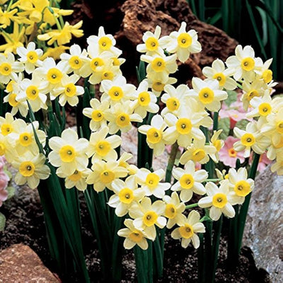 100 Pcs